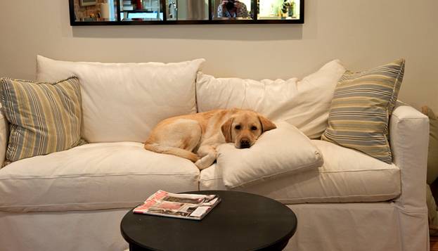 Domestic Homeowners Carpet: